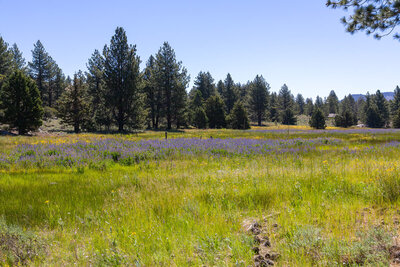 Wildflower carpets in yellow and purple.
