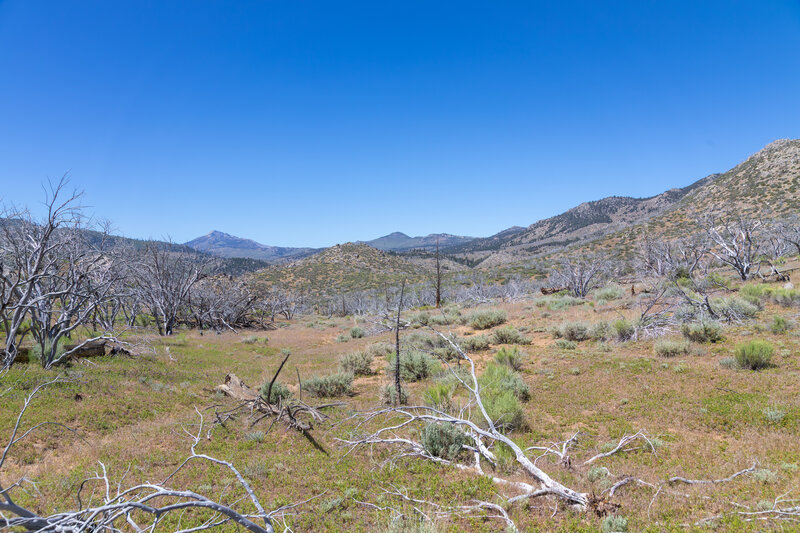 Skeletal trees within the burn area.