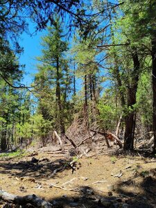 Beginning mile of Canoncito (near faulty trail) in ponderosa forest.