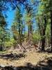 Beginning mile of Canoncito (near faulty trail) in ponderosa forest