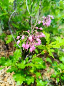 The Canoncito trail changes from ponderosa to a moist alpine zone as you near the south crest, with aspen, baneberry, oaks, and nodding onion.
