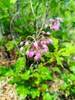 The Canoncito trail changes from ponderosa to a moist alpine zone as you near the south crest, with aspen, baneberry, oaks, and nodding onion.
