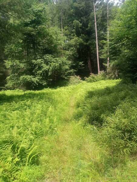 Early on Shade (Schade) Path a sunny spot.