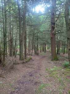 Railroad Run Trail - in the clear