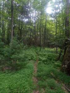 Easy going east on Railroad Run Trail toward Shade Path.