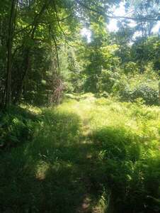 Hall Mtn. Trail - Beautiful PA Forest