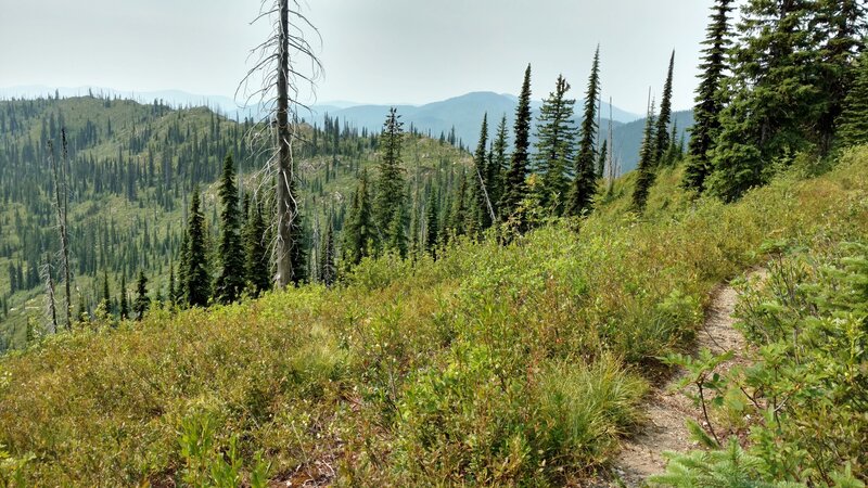 High on the Shedroof Divide, grasses and low vegetation dominate, with scattered stands of conifers, all covering the ridges and summits. The Selkirk Mountains stretch into the distance.