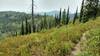 High on the Shedroof Divide, grasses and low vegetation dominate, with scattered stands of conifers, all covering the ridges and summits. The Selkirk Mountains stretch into the distance.