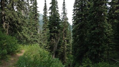 Nearby mountains are seen through the trees, as the trail begins its descent down to the South Salmo River, in the beautiful mixed conifer forest.