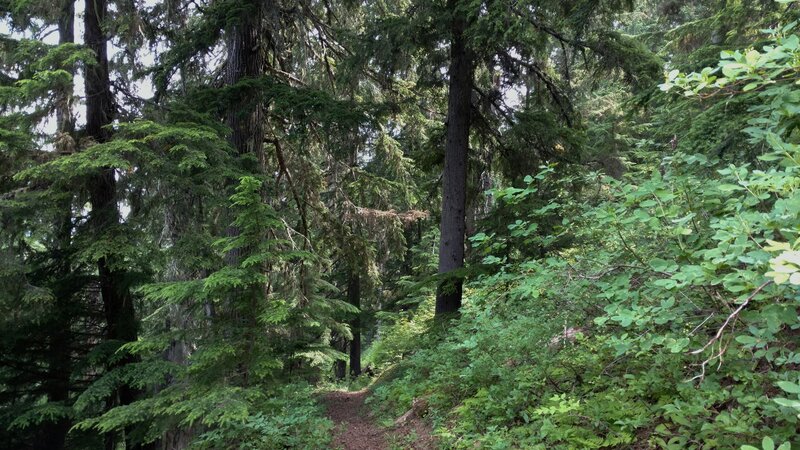 The trail travels through the beautiful, lush forest. A couple of cedars ahead, one on the left of the trail, followed by one on the right.