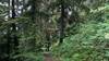 The trail travels through the beautiful, lush forest. A couple of cedars ahead, one on the left of the trail, followed by one on the right.