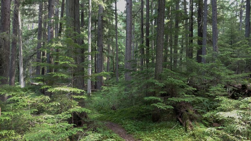 At the river valley bottom, cedars are everywhere amid the lush vegetation, in this beautiful forest.