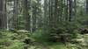 At the river valley bottom, cedars are everywhere amid the lush vegetation, in this beautiful forest.