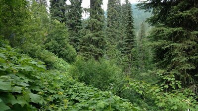 The trail snakes through the high, lush vegetation, typical at higher elevations near the Shedroof Divide. So where is that trail?  Left foreground - passes on right of yellow flowers, then to left of bush ahead.