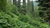 The trail snakes through the high, lush vegetation, typical at higher elevations near the Shedroof Divide. So where is that trail?  Left foreground - passes on right of yellow flowers, then to left of bush ahead.