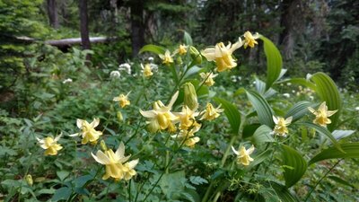 Beautiful yellow columbines.
