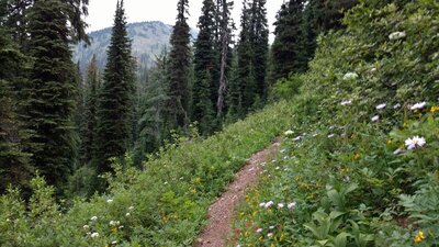 Nearby mountain views, as the trail travels through a mini-meadow full of summer wildflowers, in the Shedroof Divide high country.