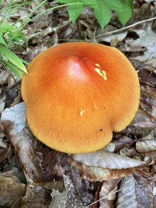 Jackson's Slender Caesar's Mushroom.