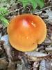 Jackson's Slender Caesar's Mushroom.