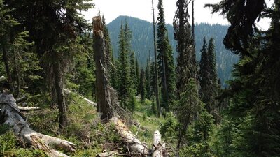Nearby Shedroof Mountain, 6,759 ft. (upper center), is seen as Salmo Divide Trail approaches it.