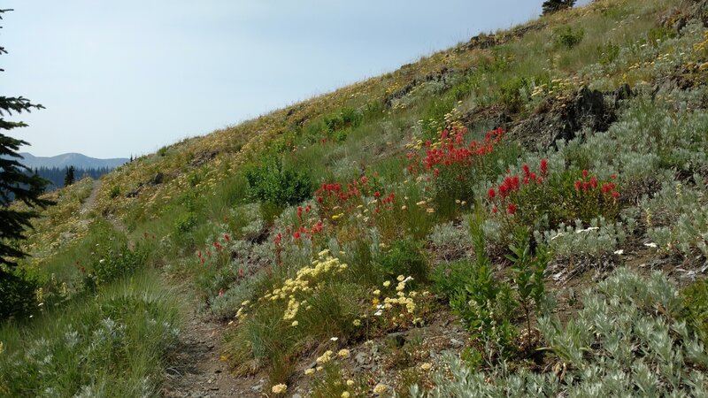 Colorful summer wildflowers cover this high meadow along the Salmo Divide Trail.