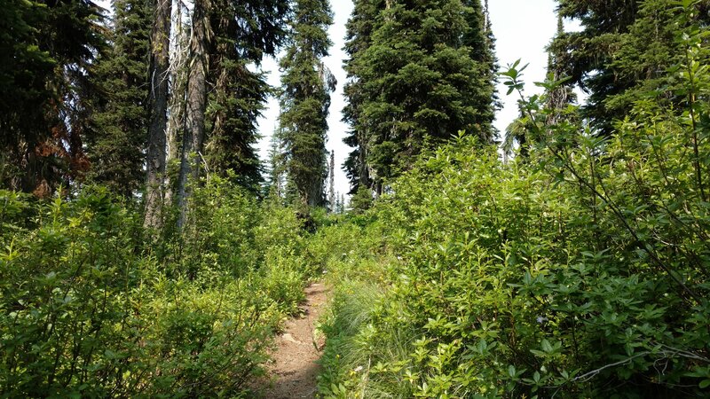 Pretty, sunlit forest along the Salmo Divide Trail.