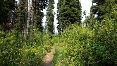 Pretty, sunlit forest along the Salmo Divide Trail.