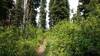 Pretty, sunlit forest along the Salmo Divide Trail.