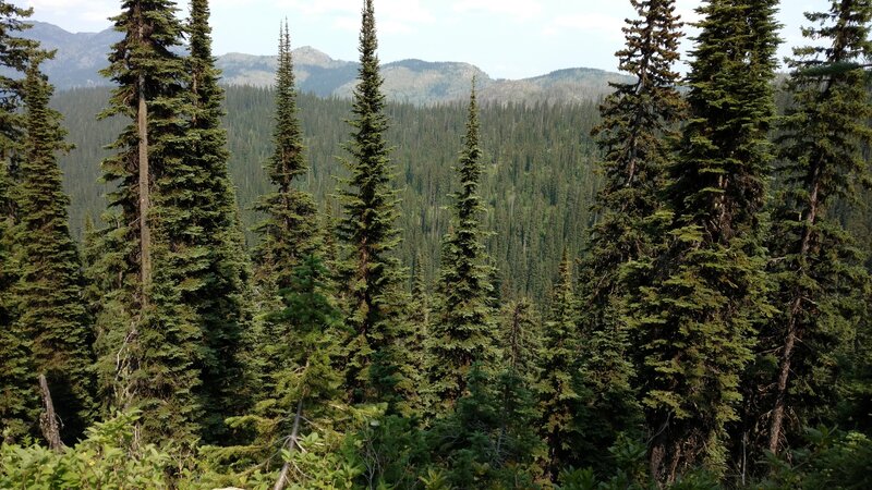 The forested far side of the South Salmo River valley, with a backdrop of the rugged distant mountains.