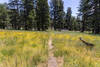 Summit Meadow