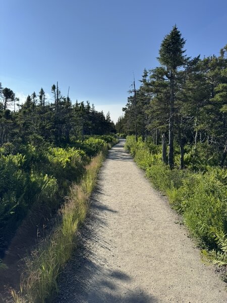 Beginning of Skyline Trail