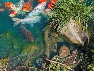 Koi fish and 2 Snapping Turtles