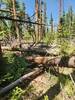 Example of laydowns on gore range over trail.