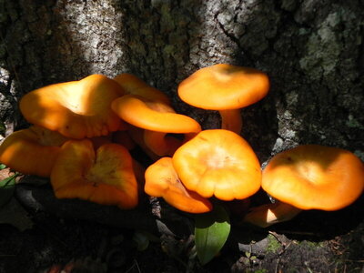 The very poisonous Jack-O-Lantern Mushrooms.