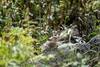 A pika sunbathing.