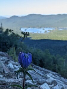 Beautiful wildflower overlooking Elk Lake.