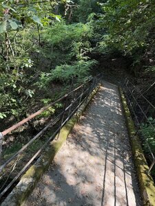 The path.