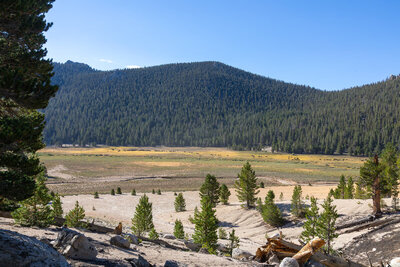 Cattle moving across Mulkey Meadow.