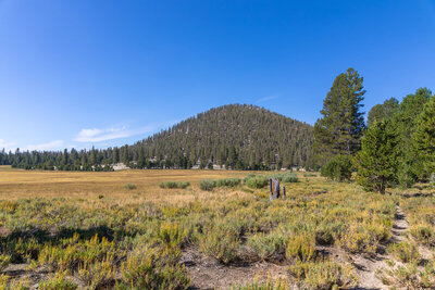 Bullfrog Meadow