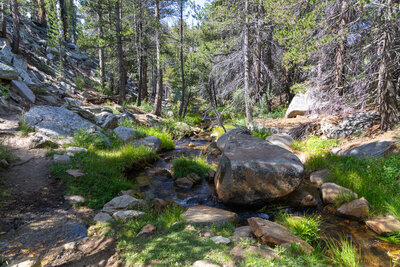 The South Fork Kern River, a docile creek near its headwaters below Trail Peak.