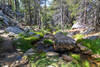 The South Fork Kern River, a docile creek near its headwaters below Trail Peak.