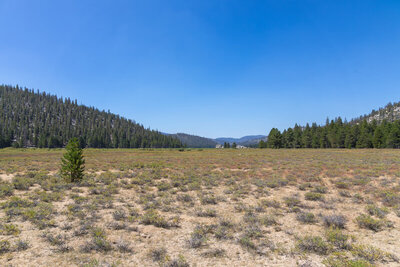 Tunnel Meadow