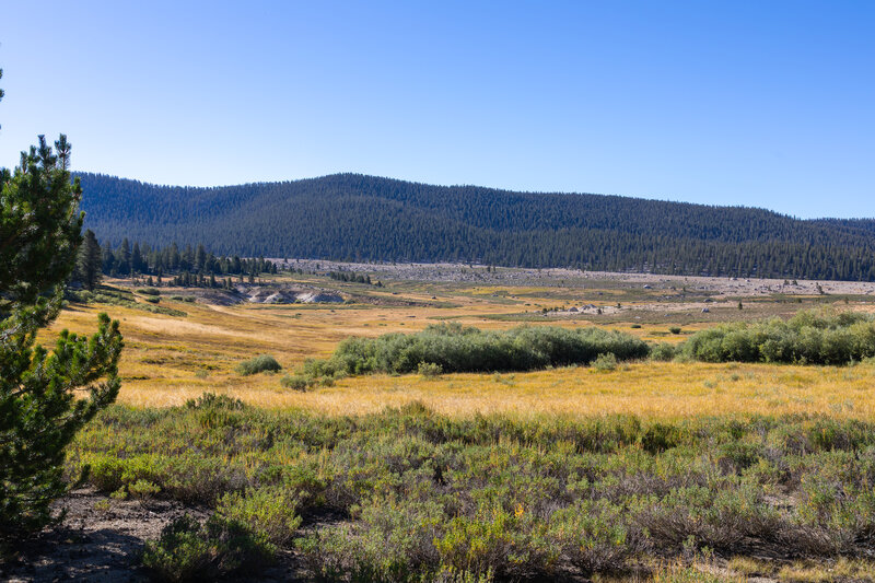 The westernmost part of Big Whitney Meadow.