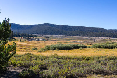The westernmost part of Big Whitney Meadow.