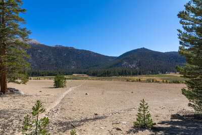 Descending from a low pine ridge towards a meadow fed by Stokes Stringer.