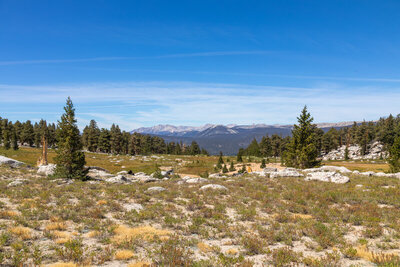 A small meadow along the Pacific Crest Trail with the Great Western Divide in the distance.