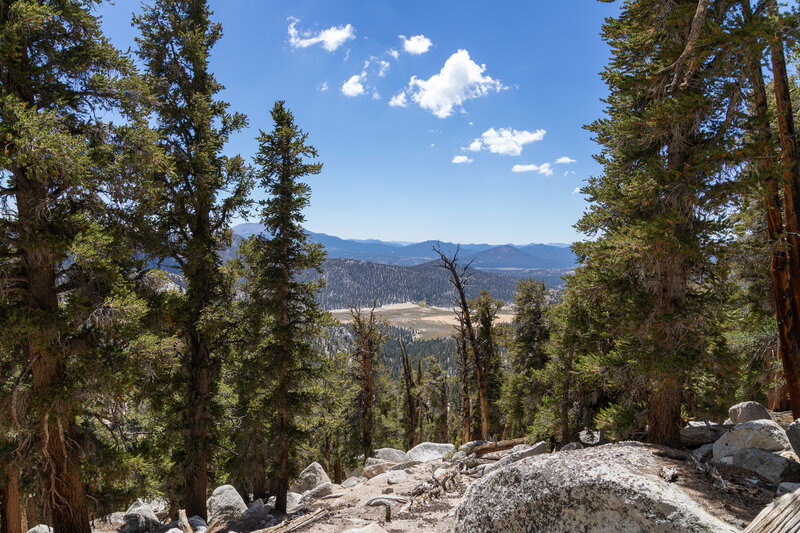 Mulkey Meadows through a gap in the trees.