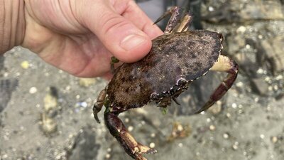 A crab I found in a tidal pool.