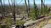 New Fork Lake, below, and the Wyoming Range in the far distance, are seen through the burnt trees left by the 2008 New Fork fire.