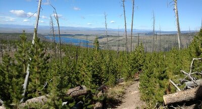 A lot of young, healthy lodgepole pines in this regenerating burn area (2008 New Fork fire). Not quite tall enough yet, to block the views of New Fork Lake below, and the Wyoming Range in the distance.